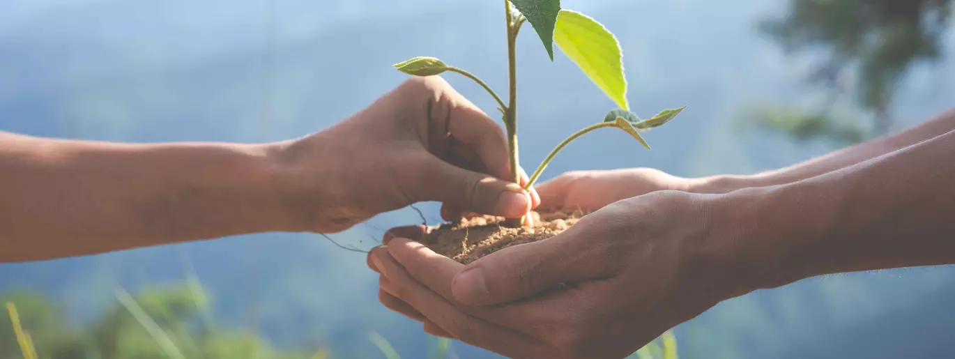 sustainability hands with a plant